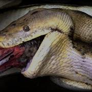 15 Scary Facts About Pythons