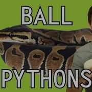 Ball Python The Best Pet Reptile