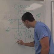 The Cervical Plexus Made Easy