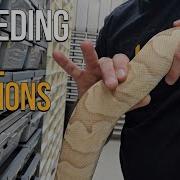 BREEDING BALL PYTHONS BACK TO BASICS