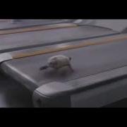 Déjà Vu Turtle