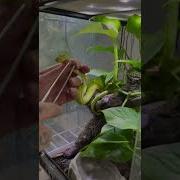 Let S Get This Out Of My Snakes Mouth Shorts
