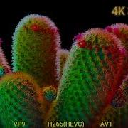 H264 AVC Vs H265 HEVC Vs H266 VVC Vs VP9 Vs AV1 At 300kbps 4K Video Coding Comparison