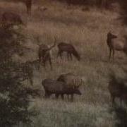 Bull Elk Sounds Bugles Barks Grunts And More