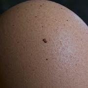 Egg Shell Under The Microscope