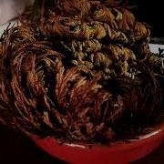 Rose Of Jericho Coming Alive 1h Time Lapse
