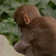 BBC Motion Gallery T01