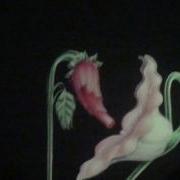 Roger Waters HD The Wall Live Empty Spaces Young Lust