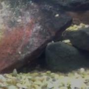 Red Devil Fry Update