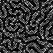 Coupled Worms