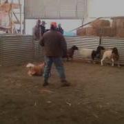 Icelandic Sheepdog Annie S Herding Instinct Test
