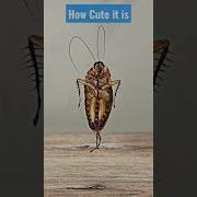 Wow The Dancing Cockroach Enjoy Cockroach Relax Dance Dancevideo Dancer