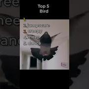 The Best Birds In The World