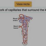 Противоточная система умножения и петля Генле VASA RECTA