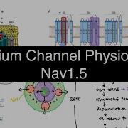 Nav1 5 Sodium Channel Explained Activation Inactivation And Deactivation