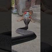 Snake Vfx Video Youtubeshort 2023 Trending Viral Magic Funnyvideo Nag Video Har Har Shambhu