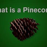 What Is A Pinecone
