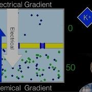 Electrochemical Gradient