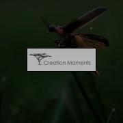 Synchronized Fireflies