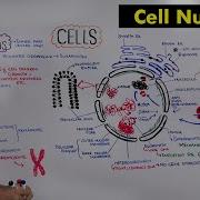 Cell Nucleus Structure And Functions Of Nucleus Detailed Series