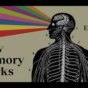 How The Brain Makes Memories Lisa Genova Big Think