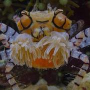This Crab Has A Jealous Rival Parenthood BBC