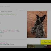 Api Dog Image Generator