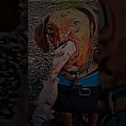 Respect To This Dog Shorts Sad Emotional Short Fyp Respect Dog