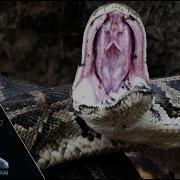 Pythons Vs Wildfire 01 Footage