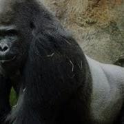 Dallas Zoo Gives Patrick The Gorilla The Boot