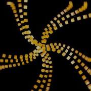 Blender Array Animation Test