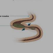 Peristalsis And Segmentation
