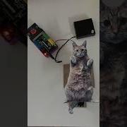 Animate Your Pet