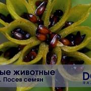 Зеленые животные Фильм 1 Посев семян Документальный фильм