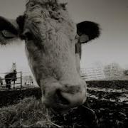 Torus Ruby Red Official Music Video