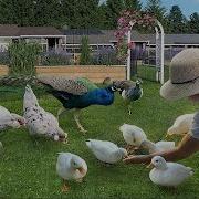 Finding Peace Joy In Nature Simple Life On My Organic Farm With Pets Gardens Harvest Meals