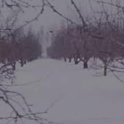 Аномальные морозы декабря 1978 года Передача Наш сад 1979
