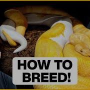 How To Breed Ball Pythons In 5 Simple Steps