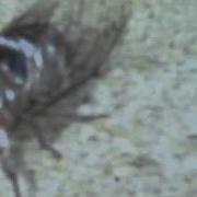 The Screaming Cicada