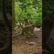 Monkey Video Prank Monkey Funny Monkey Monkeyvideo Animals Funnyanimal Monkeyshow Animals