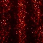 Real Time Single Molecule Imaging Of Quantum Interference