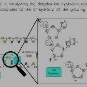 Репликация ДНК AP Biology