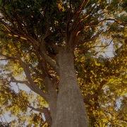 Speedier Trees In Houdini Botanically Inspired Production Does It Work George Hulm Paris