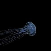 Jellyfish First Render And Animation Test