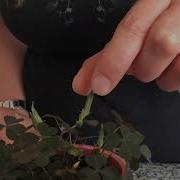 Oxalis Seeds Exploding In Slow Motion