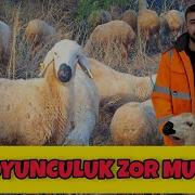 KOYUNCULUK ZOR MU KOYUN İŞİ YAPILIR MI Koyun Koyunculuk Küçükbaşhayvancılık Hayvancılık