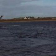 Lady S Island Feb Back Loop 11 028 AVI