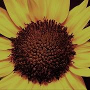 Sunflower Growing From Seed To Flower 100 Days Time Lapse