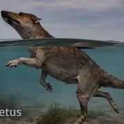 Whales Evolution 2026