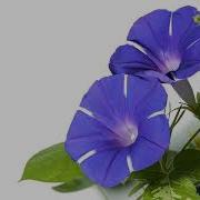 Morning Glories Blooming Time Lapse Amazing Nature